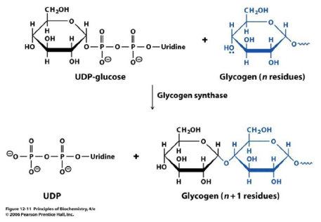 glycogen synthase