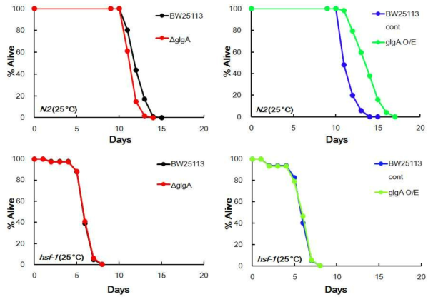 lifespan of N2 vs hsf-1 mutant worms on glgA mutant or overexpression strains