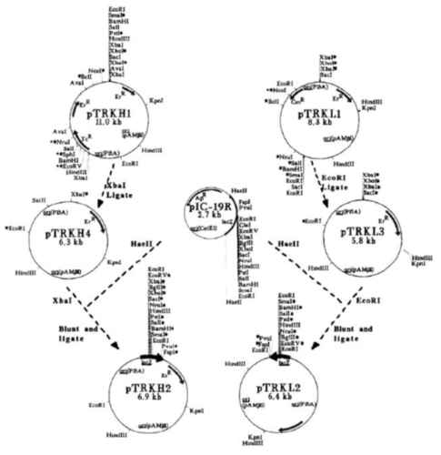 pTRKH2 and its derivatives vector map