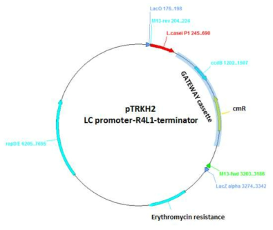 pTRKH2 LC promoter-R4L1-terminator vector map