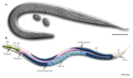 anatomy of C. elegans