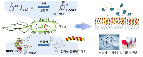 연구개요. L-DOPA를 생합성하여 단백질에 도입하는 지능형 바이오시스템을 구축하여 항균펩타이드 코팅제를 개발하고자 함.