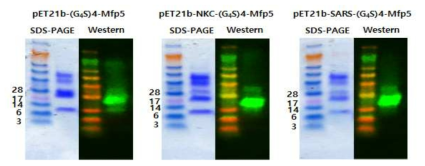 Expression of NKC-(G4S)4-Mfp5, SARS-(G4S)4-Mfp5.