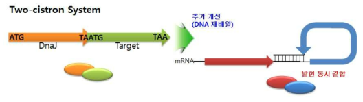 Two cistron expression system 모식도.