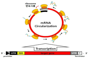 mRNA circularization 효과.