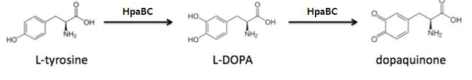 HpaBC 효소를 이용한 DOPA 생성과정.