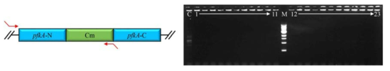 Diagnotic PCR.