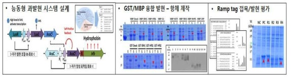 2단계 2차년도 연구 요약. 소재 단백질 기능적 과발현 시스템 설계 및 검증.