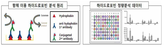 하이드로포빈 특이적 항체를 이용한 하이드로포빈 정량분석 예시.