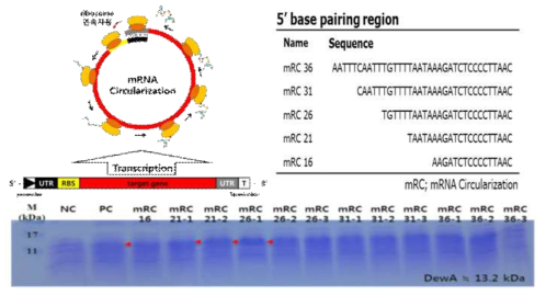 mRNA circularization 모식도와 발현성 평가.