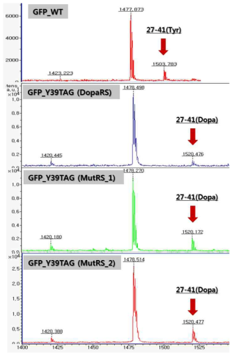 DOPA가 도입된 GFP의 질량분석 결과.
