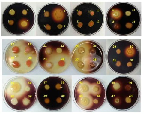 효모균주의 amylase 활성 테스트 결과