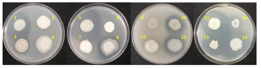 효모균주의 protease 활성 테스트 결과