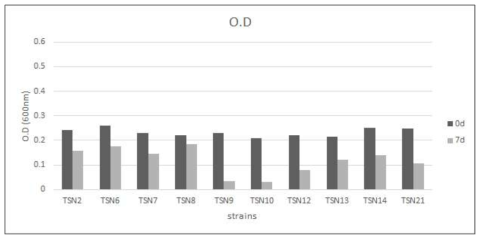 만리포 갯벌 균주의 0.01% yeast extract를 포함한 MSM배지에 자란 흡광도 값