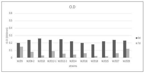 통영해수 유래균의 0.01% yeast extract를 포함한 MSM배지에 자란 흡광도 값