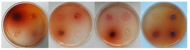 세균 자원의 Auxin생산능 조사 결과 사진