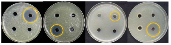 세균 자원의 E. coli에 대한 항균활성 조사 결과