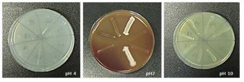 혐기성세균 자원의 pH별 생육 정도 조사 결과 사진