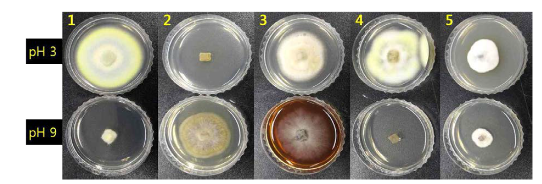 곰팡이자원의 pH별 생육 정도 조사 결과