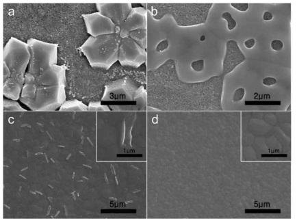 (a) nonsolvent dripping 없이, (b) nonsolvent dripping 방법으로 DMF 용매에서 제작된 FASnI3 페로브스카이트 막의 SEM 표면 이미지. (c) pyrazine이 없는 경우와 (d) pyrazine이 있는 경우, nonsolvent dripping 방법으로 DMF와 DMSO 혼합 용매에서 제작된 FASnI3 페로브스카이트 막의 SEM 표면 이미지.