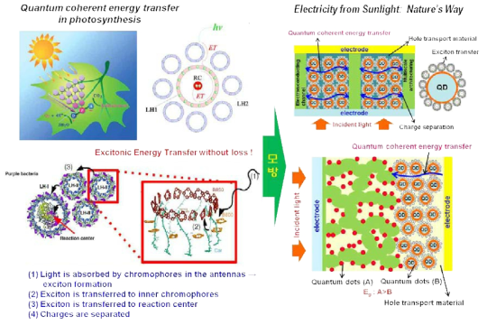 식물의 양자에너지 모방 광에너지 변환기술을 이용한 고효율/저가 신개념 태양전지 제조 연구 개념도