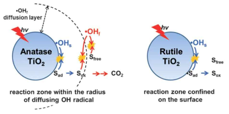 Anatase 및 Rutile TiO2의 OH 라디칼 매개 광촉매 반응