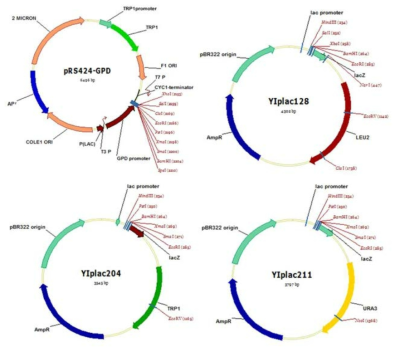 진세노사이드 유전자 모듈 구축을 위한 GPD promoter plasmid 및 효모 genome integration 용 plasmids