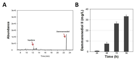 진세노사이드 대사효소에서 상위 3개 유전자인 ERG9, ERG1, DS의 중간대사체인 dammarenediol II의 PTS1 및 truncated HMG1(tHMG1) 의 발현 및 oleic aicd induction에 따른 peroxisome proliferation 효과를 2L fermentation을 통해 GC/MS 정성/정량 분석 결과