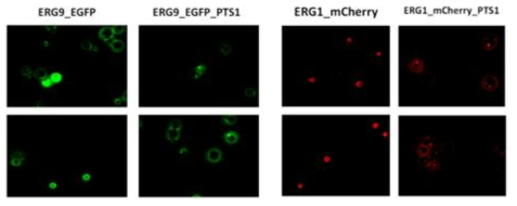 진세노사이드 생합성 대사회로에 관여하는 상위 유전자 (ERG9, ERG1)와 GFP(green), mCherry(red) 형광 단백질들의 fusion protein의 합성에 따른 각 유전자의 발현 및 표적화를 형광 발현으로 확인한 결과