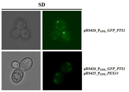 GFP-PTS1 형광단백질의 peroxisome 표적화와 PEX34의 과발현에 의한 peroxisome