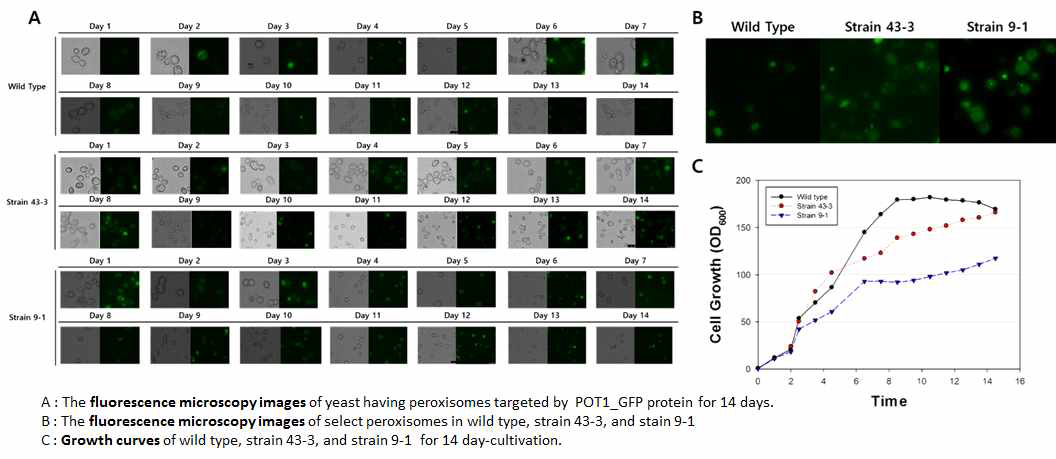 Peroxisome 조절 효모 균주의 장기간 발효시 peroxiosme 안정성 조사