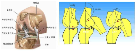 무릎의 해부학적 구조(좌) 및 무릎관절의 움직임(우)