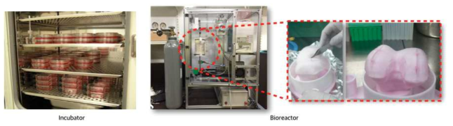 Bioreactor system 세포배양 평가