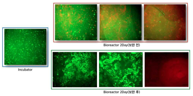 Bioreactor system 세포배양 평가결과