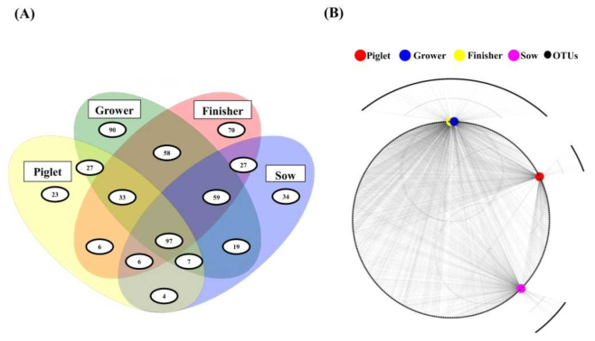 Numbers of shared operational taxonomic units(A)and network analysis across growth stages(B)