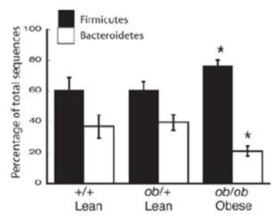 Microbial composition difference between lean and obese people
