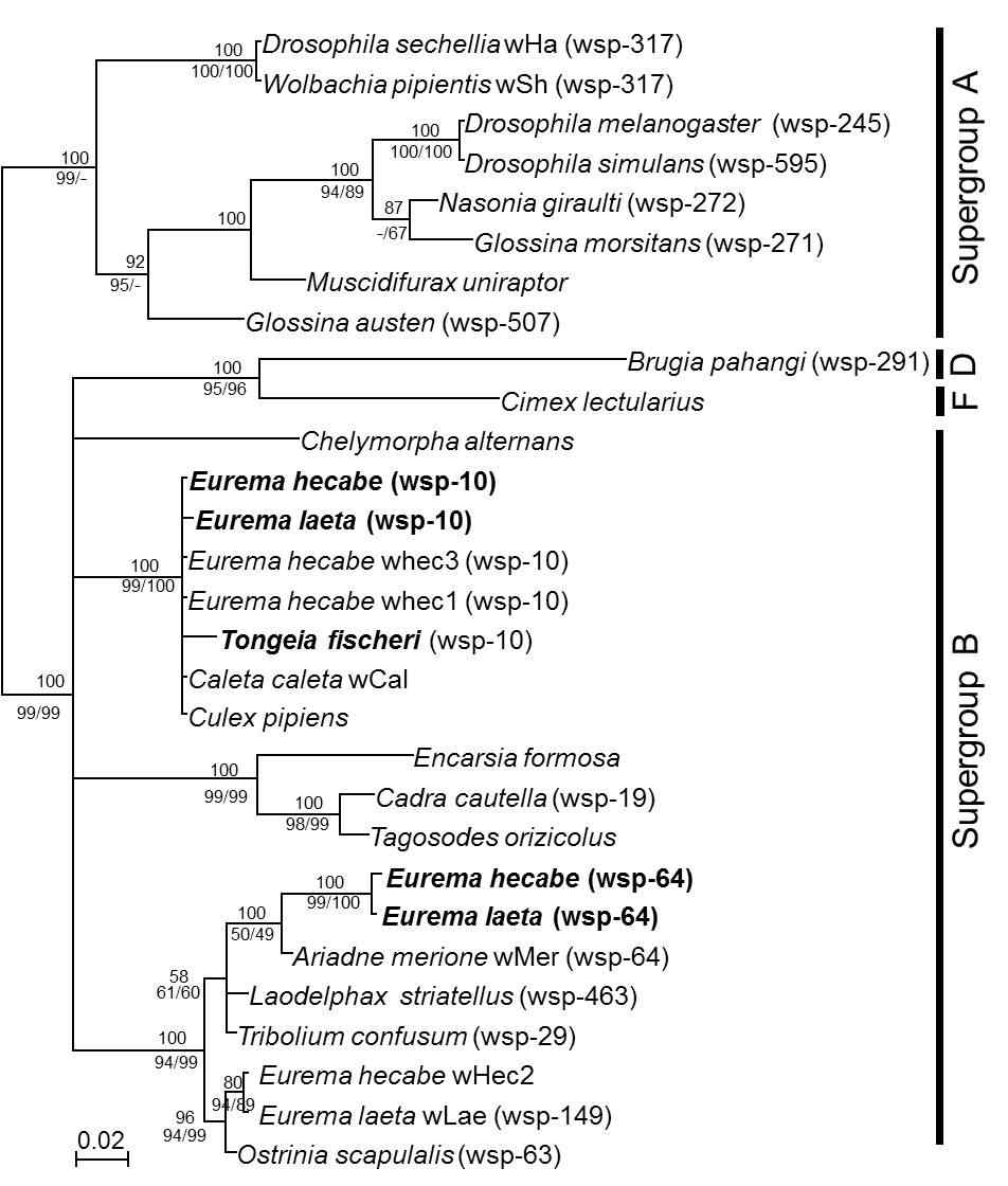Bayesian phylogenetic tree based on wsp loci