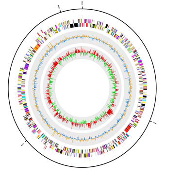 Chromosomal structure of wStri
