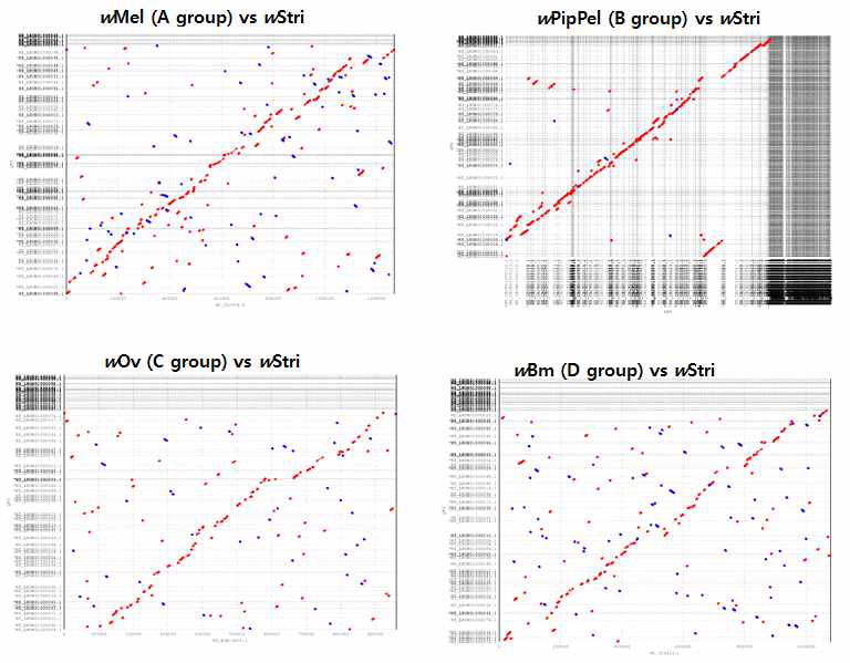 Wolbachia genome 사이의 차이를 보여주는 dot plot