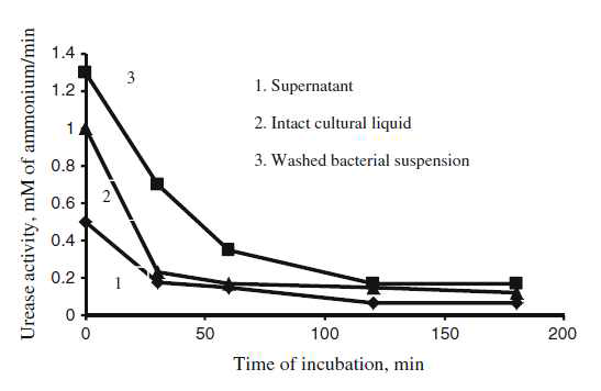 Changes of urease activity in supernatant, intact cultural liquid and in washed bacterial suspension during their incubation at 30°C