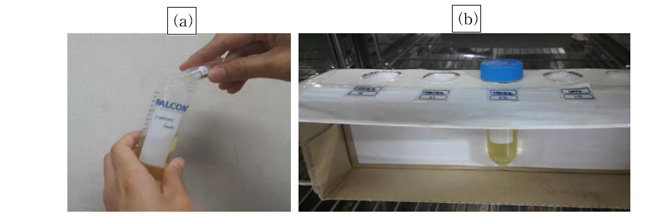 Cultivation of bacteria strain: (a) Inoculation bacteria strains into TSB containing urea, (b) Cultivation in incubator