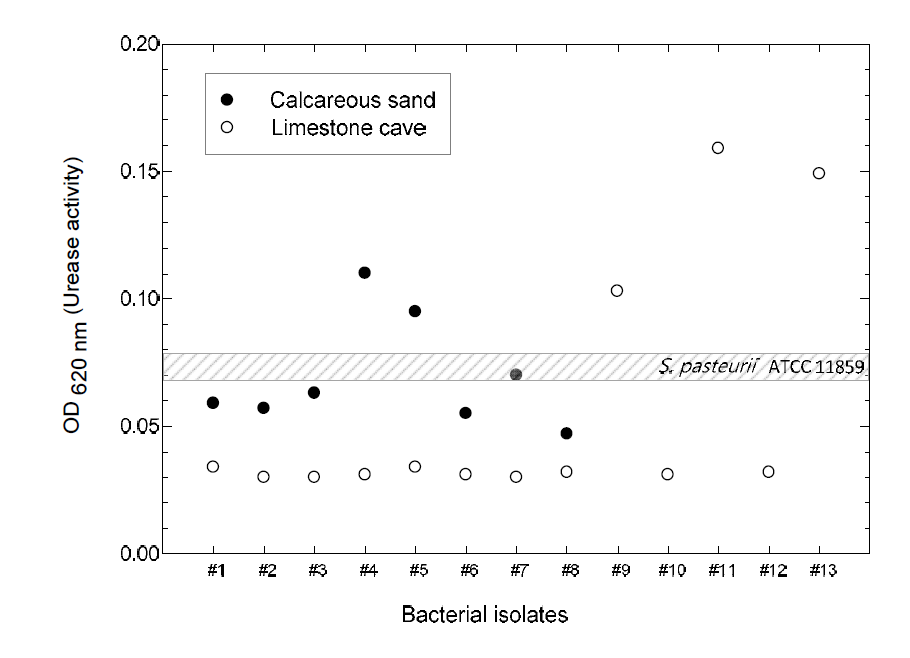 Urease activity of microbes