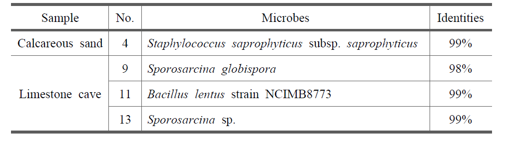 Major microbes isolated from calcareous sand and limestone cave