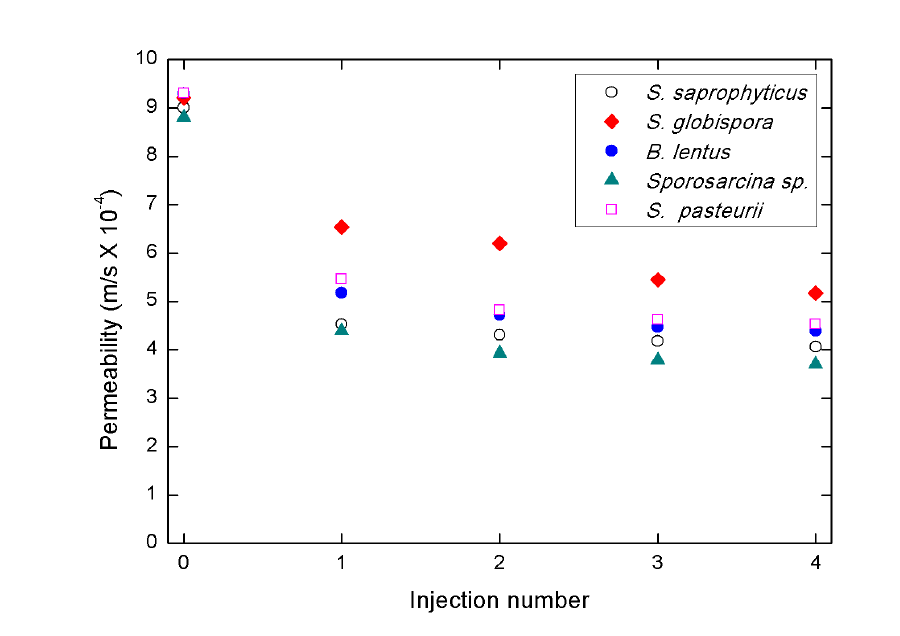 Permeability of MICP treated with 60% relative density of sand