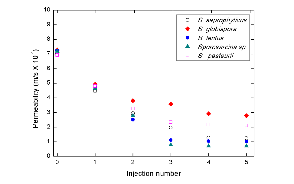 Permeability of MICP treated with 80% relative density of sand