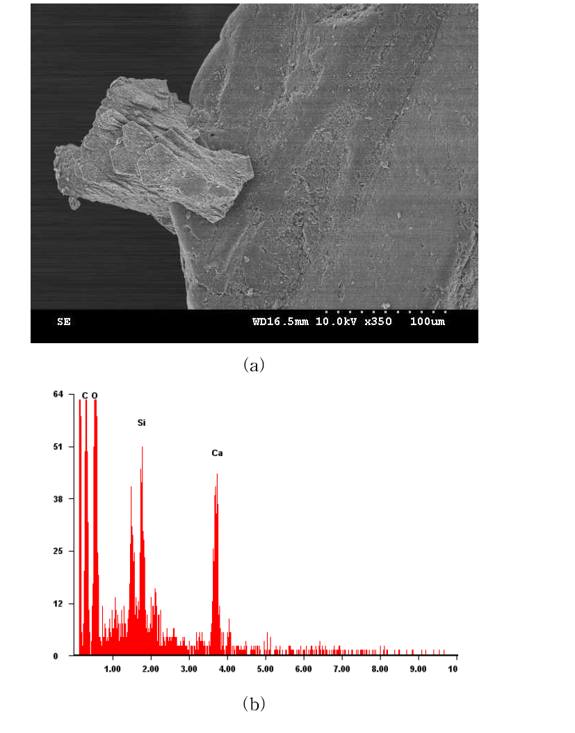 Sand treated with B. lentus (Dr=60%): (a) SEM, (b) EDS