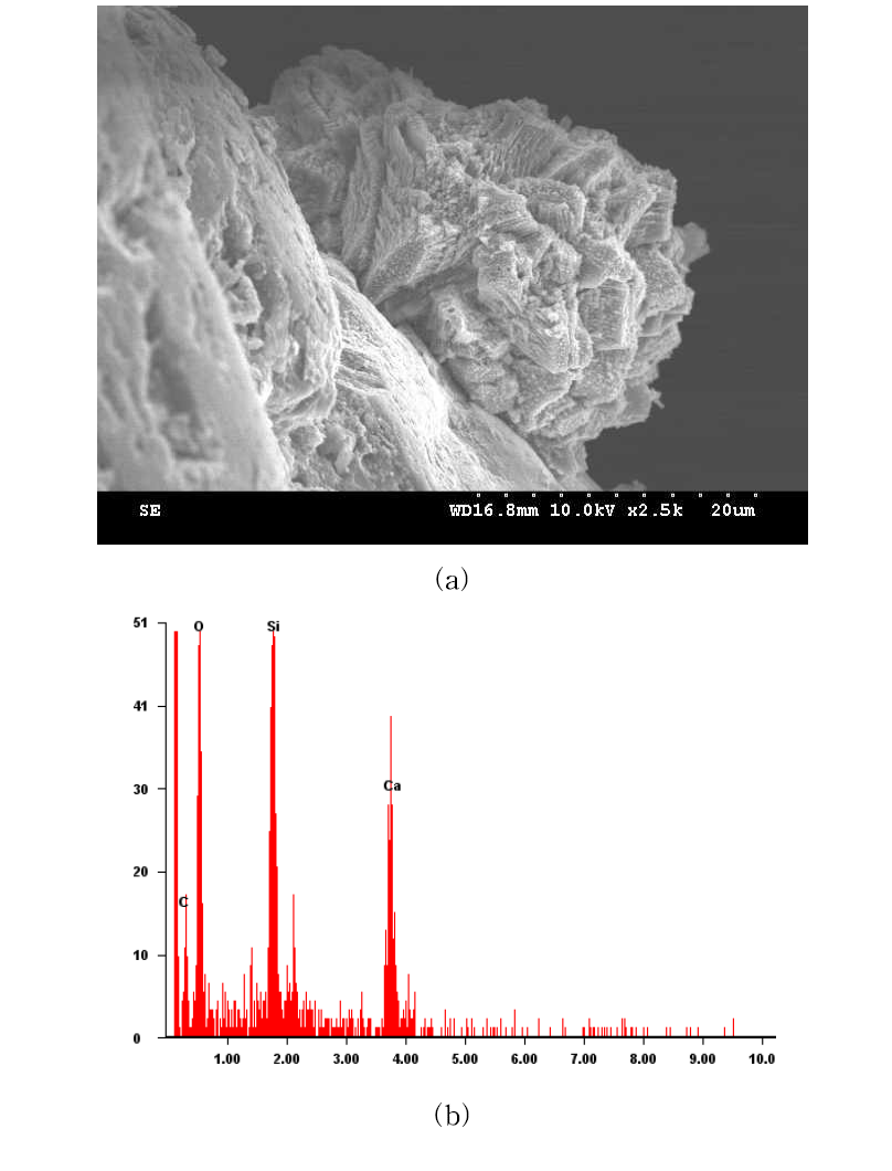 Sand treated with Sporosarcina sp (Dr=60%): (a) SEM, (b) EDS