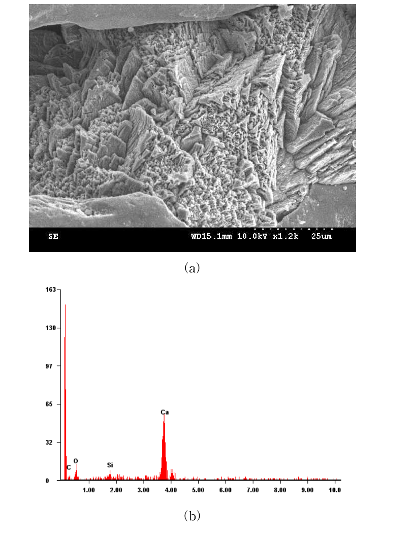 Sand treated with S. globispora (Dr=80%): (a) SEM, (b) EDS