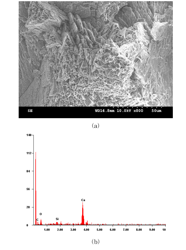 Sand treated with B. lentus (Dr=80%): (a) SEM, (b) EDS