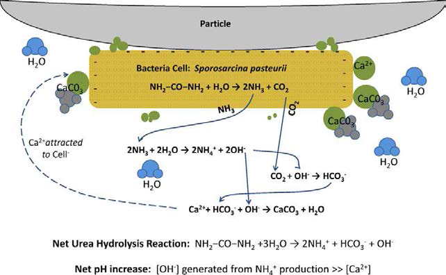 Overview of bio-mediated calcite precipitation using ureolysis